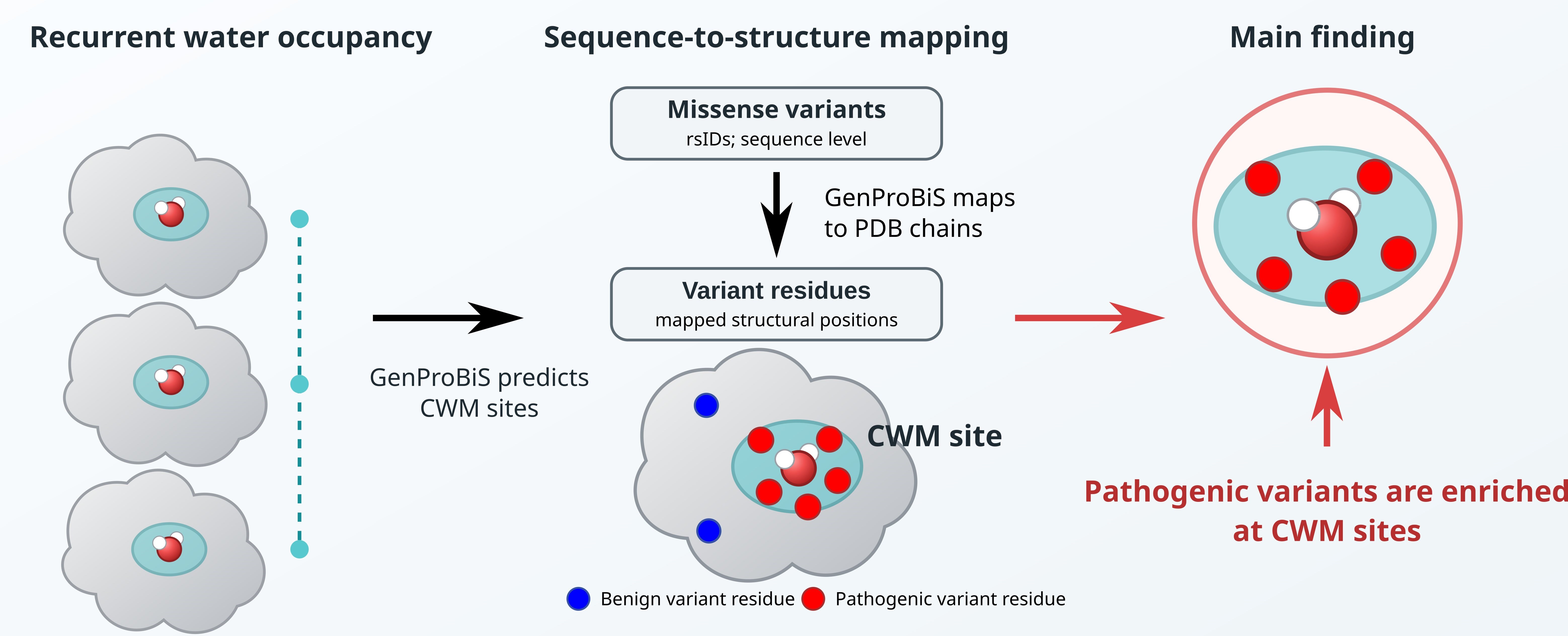 Graphical abstract illustrating conserved water molecules and pathogenic missense variants in human proteins